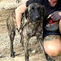 CARINA (Maria), chienne à adopter