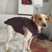 PINK, chienne à adopter