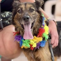 OLIVER (Maria), chien à adopter