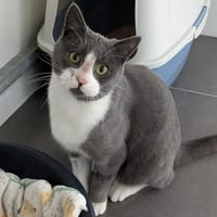TOM, chat à adopter