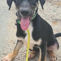 BYRON (Maria), chien à adopter
