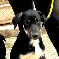 BYRON (Maria), chien à adopter