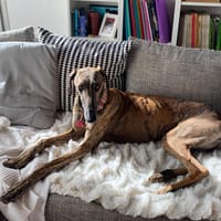 HADES, chien à adopter