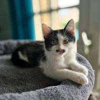 CHAPLIN, chat à adopter