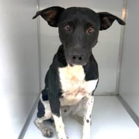 BILLIE (Maria), chien à adopter