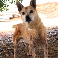 TENDER (Maria), chien à adopter