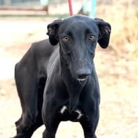DARRO, chien à adopter