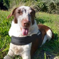 SONIA, chienne à adopter