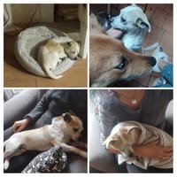 BILLY, chien à adopter