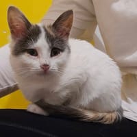 PLUME, chatte à adopter