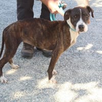 EDEN, chienne à adopter