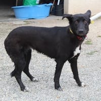 CALI, chienne à adopter