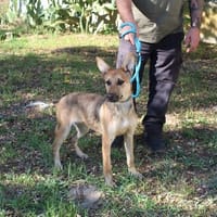 ADN, chien à adopter
