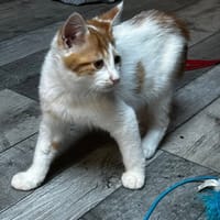 ALLOWEEN, chat à adopter