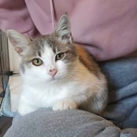 LYRA, chatte à adopter