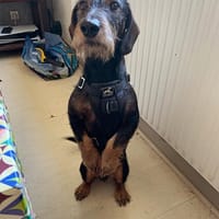 MARLEY, chien à adopter