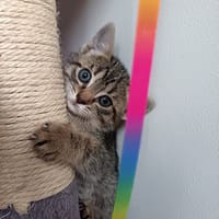 BOURBON, chat à adopter