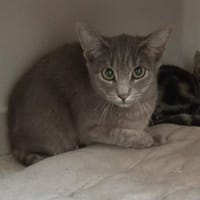 MOON, chatte à adopter