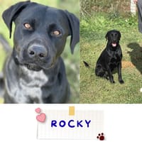 Rocky, cane da adottare