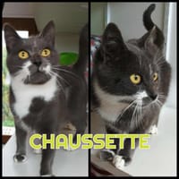 CHAUSSETTE, chatte à adopter