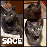 SAGE, chatte à adopter