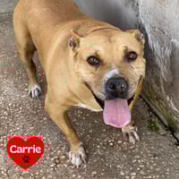 CARRIE, cane femmina da adottare