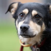 Kuroszi, pies do adopcji