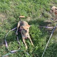 Brandy, suczka do adopcji