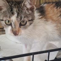 Veyra, kotka do adopcji