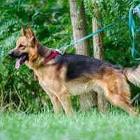 Falkor, pies do adopcji