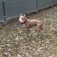 Krokiet, pies do adopcji