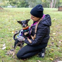 Milo, pies do adopcji