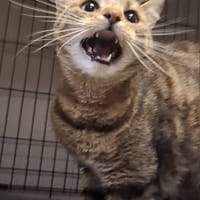 Maria, kotka do adopcji