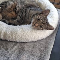 Thom, kot do adopcji