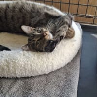 Thom, kot do adopcji