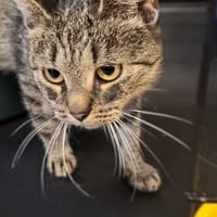 Apolinka, kotka do adopcji