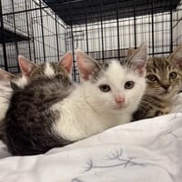 Bąbelcia, kotka do adopcji