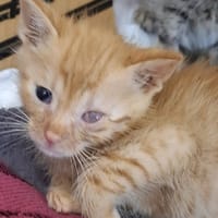 Okruszek, kot do adopcji