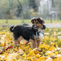 Lena, suczka do adopcji