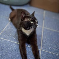 Donat, kot do adopcji