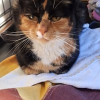 Brzózka, kotka do adopcji