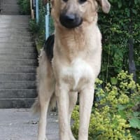 Buffy sucht ihre Familie, Hündin zur Adoption
