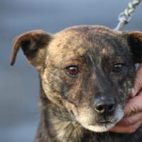 Gustav - fröhlich u. verspielt, Hund zur Adoption