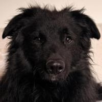 LENZIwartet schon in 22559 Hamburg!, Hund zur Adoption