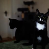 Junger Kater TIBERIUS sucht sein Zuhause, Kater zur Adoption