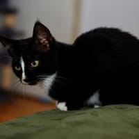 Katzenkind MOMO sucht Zuhause!, Katze zur Adoption