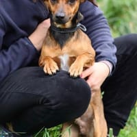 Riki- 1 Jahr jung, Hund zur Adoption