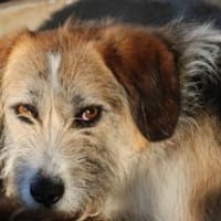 Tusko - zutraulich u. sehr lieb, Hund zur Adoption