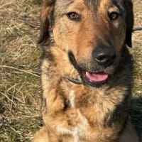 Juni - intelligent u. aufgeweckt, Hündin zur Adoption