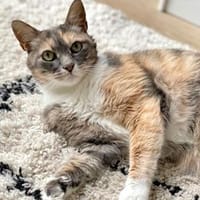 Lady sucht neue Familie, Katze zur Adoption
